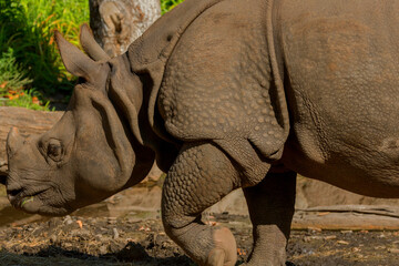 Obraz premium portrait of an adult rhinoceros on a sunny day in selective focus.