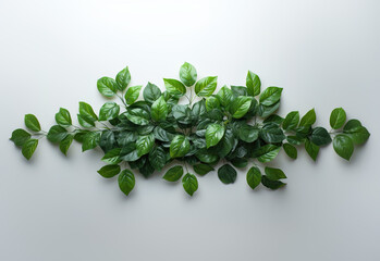 Green leaves arranged artistically on a light background for decoration or design purposes