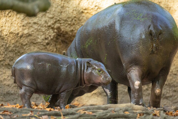 Pygmy hippopotamus Choeropsis liberiensis with mother