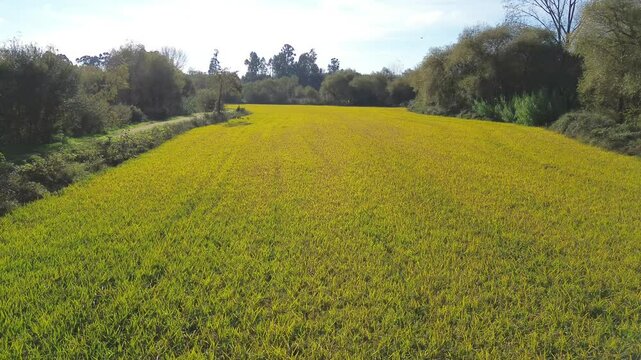 Campos de arroz antes das colheitas de Outono 