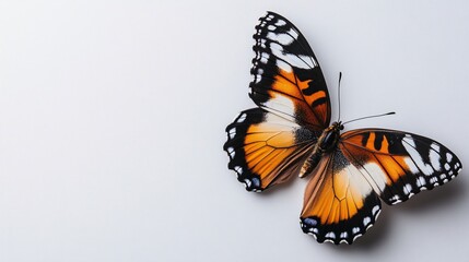 Obraz premium Colorful butterfly resting on a surface showcasing intricate wing patterns