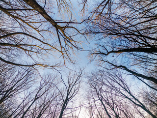 View of sky through branches of trees. Winter forest without leaves. Bottom view background. Mystical photo.