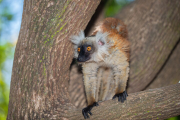 Blue eyed lemur on tree in forest © Elena