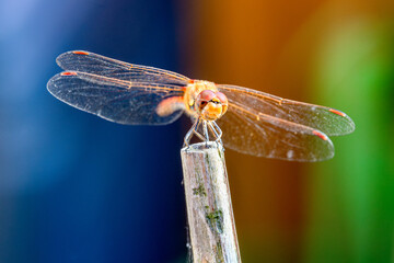 Dragonfly on a beautiful background