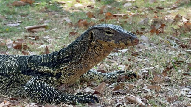 A Malaysian water monitor remains still while its throat moves rhythmically in a gular pumping motion, aiding in respiration and enhancing its sensory perception. 