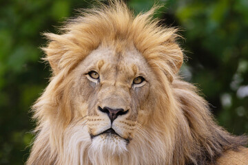image of lion's head. expression is calm and majestic