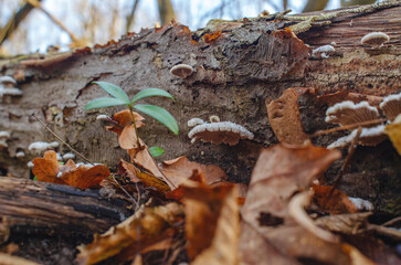 Mushrooms growing on an old log in winter forest. Mushroom biology. Forest blurred background.