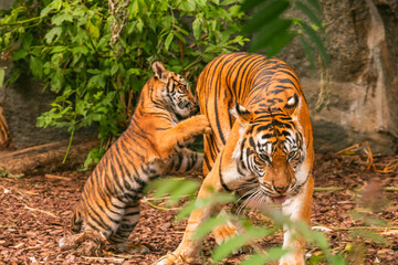 Sumatran tiger family with two little cubs
