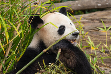 giant black and white panda is eating bamboo. Large animal closeup
