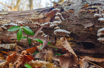 Mushrooms growing on an old log in winter forest. Mushroom biology. Forest blurred background.