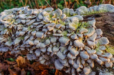 Beige mushrooms on a stump. Trametes versicolor, Polyporus versicolor. Blurred forest background.
