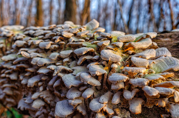 Trametes versicolor, Polyporus versicolor, traditional medicinal mushroom on stump. Blurred forest background.