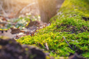 Macro photo of green moss in winter forest. Blurred background of forest surface. Selective focus.