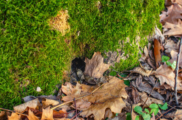 Macro photo of burrow in green moss near fallen leaves. Peaceful view of forest. Wintering of animals.