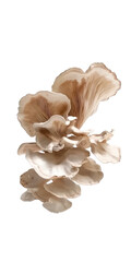 Fototapeta premium Oyster mushrooms isolated. Exotic mushrooms, umami flavor, healthy garnish, tender texture, savory dish, mushroom-based food, flavorful ingredient, natural garnish.