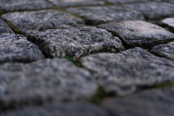 A macro shot of gray cobblestones, emphasizing their texture and detail. The natural gaps between the stones reveal a small patch of green moss, adding a touch of nature to the urban setting.