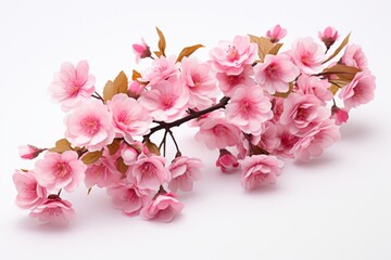 Beautiful pink cherry blossoms arranged elegantly on a white background for decoration and celebration