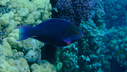 Dusky parrotfish (Scarus niger) undersea, Red Sea, Egypt, Sharm El Sheikh, Montazah Bay