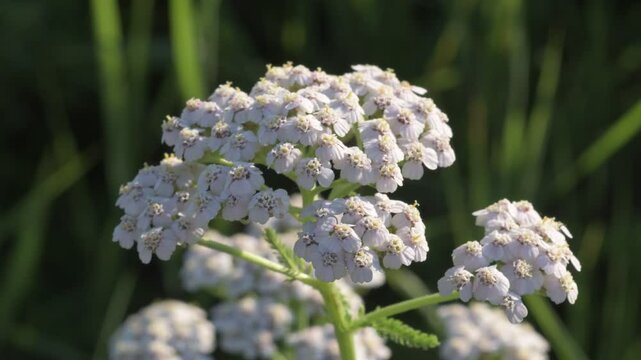 medicinal yarrow herb blossoming on field with working bumblebee at sunny day