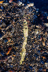 Strong water surge in the Black Sea, coastal mussels -Mytilus galloprovincialis were above the water level, the death of mollusks in the air, Odessa