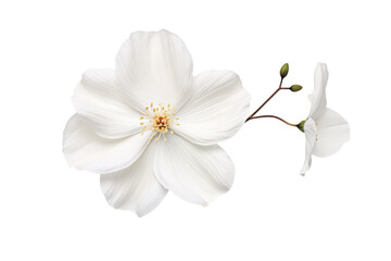 White flower with delicate petals and subtle details arranged on a light background for artistic presentation