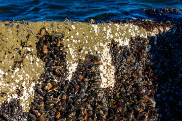 Strong water surge in the Black Sea, coastal mussels -Mytilus galloprovincialis were above the water level, the death of mollusks in the air, Odessa