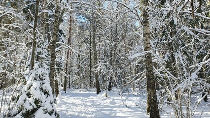 Sweden. Forest and recreation park in the city of Linkoping. Ostergotland province.