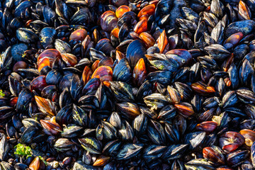 Strong water surge in the Black Sea, coastal mussels -Mytilus galloprovincialis were above the water level, the death of mollusks in the air, Odessa