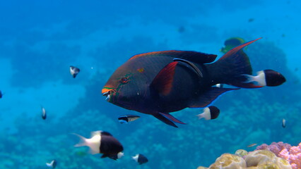 Dusky parrotfish (Scarus niger) undersea, Red Sea, Egypt, Sharm El Sheikh, Montazah Bay
