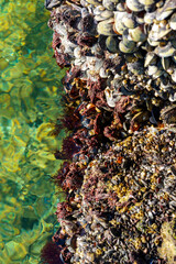 Strong water surge in the Black Sea, coastal mussels -Mytilus galloprovincialis were above the water level, the death of mollusks in the air, Odessa