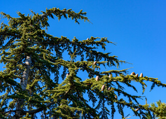 Lebanese cedar - Cedrus libani on a background of green needles, Odessa