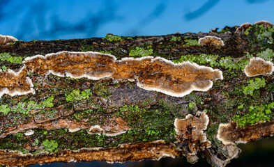 Cylindrobasidium evolvens - saprotrophic crust fungus on a rotten tree branch, Odessa
