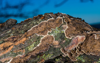 Cylindrobasidium evolvens - saprotrophic crust fungus on a rotten tree branch, Odessa