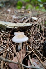 Mushroom dry grass. High quality photo