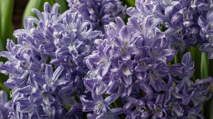 Inflorescences of violet flower