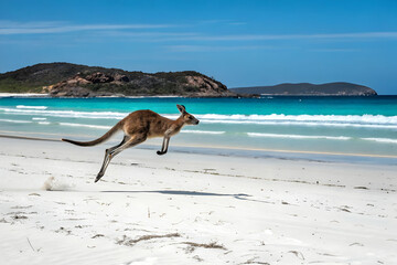 Kangaroo hopping along a pristine beach in Australia