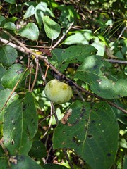 Unripe American common persimmon fruit (Diospyros virginiana) on tree found in North Carolina park forest. 