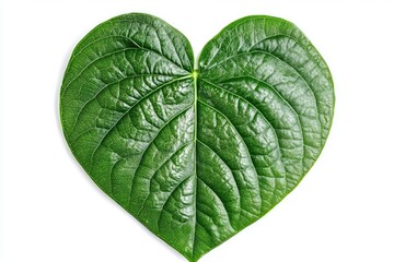 Obraz premium betel leaf
