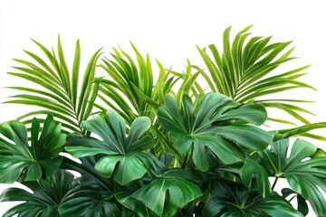 Obraz premium betel leaf