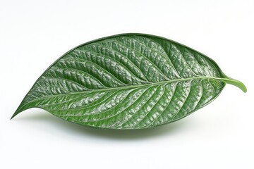 Obraz premium betel leaf
