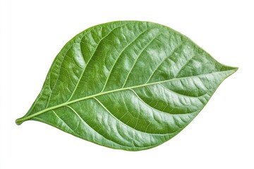 Obraz premium betel leaf