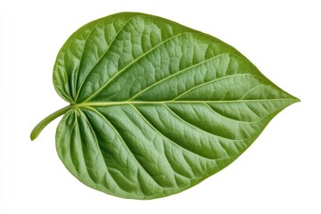 Obraz premium betel leaf 