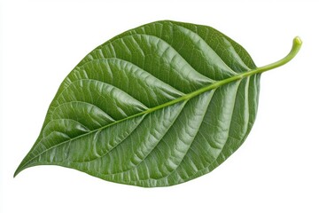 Obraz premium betel leaf 
