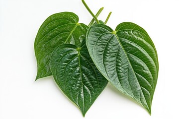 Obraz premium betel leaf 