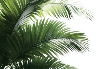 Fototapeta premium betel leaf 