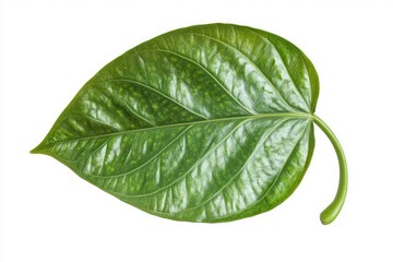 Obraz premium betel leaf 