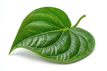 Obraz premium betel leaf 
