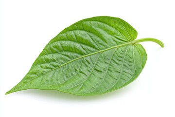 Obraz premium betel leaf 