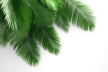 betel leaf 