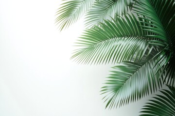 Fototapeta premium betel leaf 